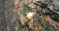 Little snail close up crawls up a tree trunk in forest 4k or 4k+ Resolution