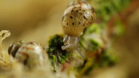 A little snail eats 库存影片 91330431