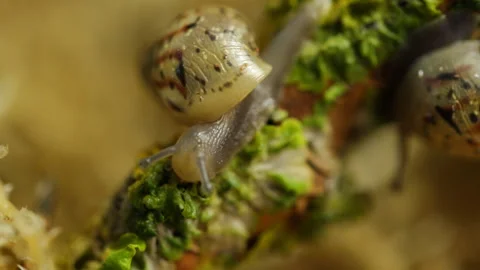 A little snail eats Stock Footage 91575580