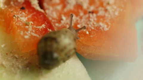 Little snail eats 库存影片 120825612