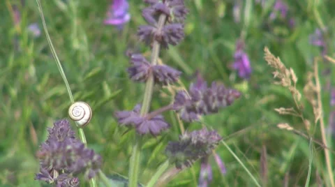 Little snail Stock Footage 8359293