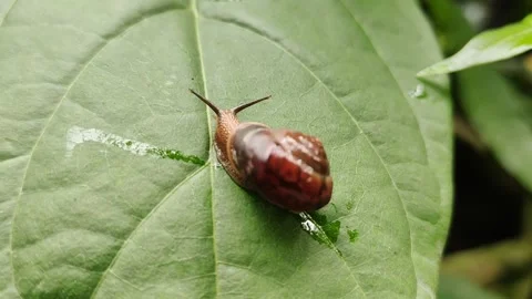 A little snail Stock Footage 221003441