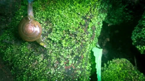 Little snail Stockbeeldmateriaal 233805602
