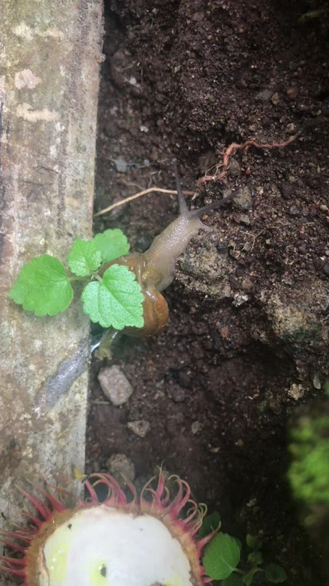 Little snail Stockbeeldmateriaal 233806573