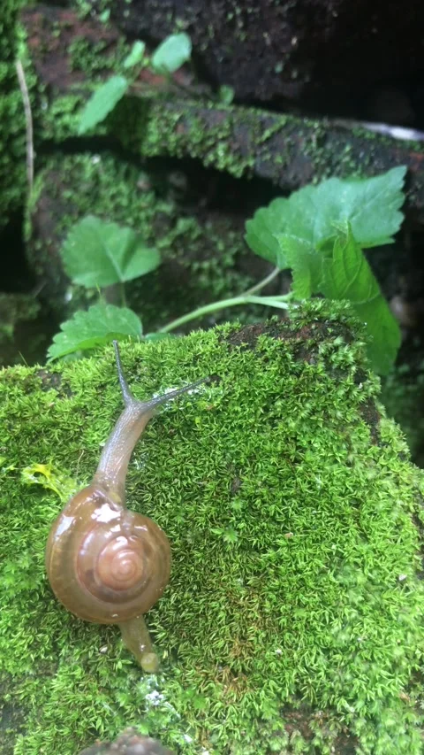 Little snail Stockbeeldmateriaal 233809544