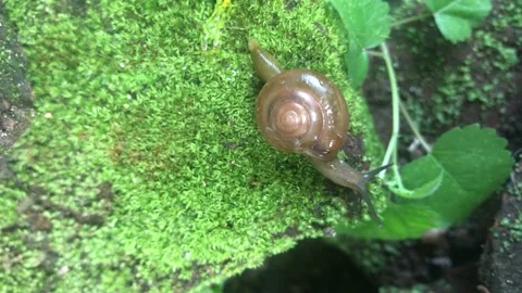 Little snail Stockbeeldmateriaal 233810293