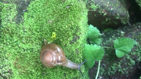 Little snail Stockbeeldmateriaal 233810319
