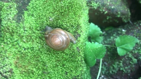 Little snail Stockbeeldmateriaal 233811763