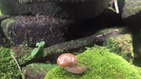 Little snail Stockbeeldmateriaal 233811932