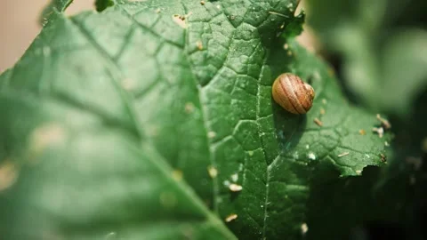 Little snail on a leaf Stock Footage 132622434