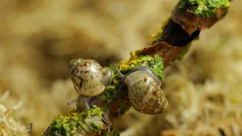 Little snail macro Stock Footage 120825902