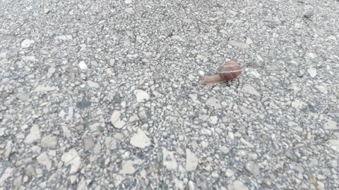The little snail is moving Stock Footage 155706321