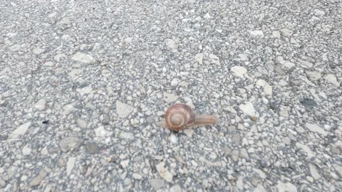 The little snail is moving Stock Footage 155706353