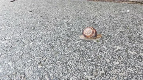 The little snail is moving Stock Footage 155706360