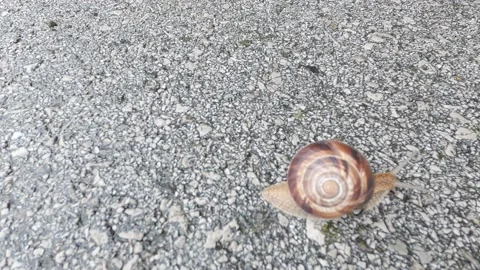 The little snail is moving Stock Footage 155706370