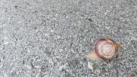 The little snail is moving Stock Footage 155706383