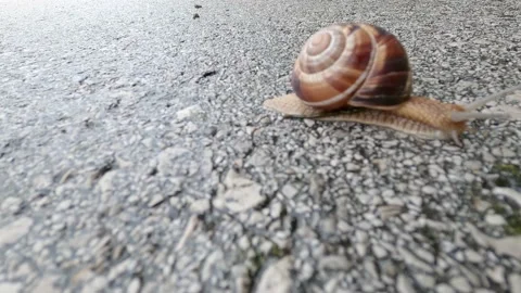 The little snail is moving Stock Footage 155706389