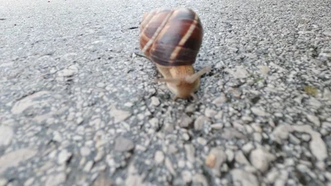 The little snail is moving Stock Footage 155706396