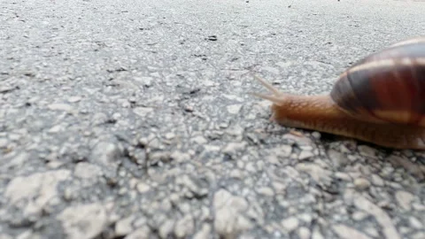 The little snail is moving Stock Footage 155706401