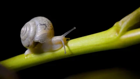 Little snail rises his shell and crawling along a grape branch Stock Footage 108208338
