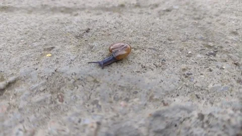 Little snail in Romania - macro view Stock Footage 164662279
