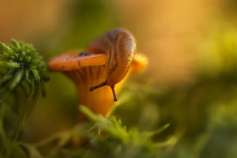 Little snail on the top of mushroom Stock Photos
