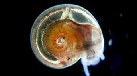 Little snail under microscope Stock-Footage 33661173