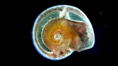 Little snail under microscope Video stock 33661212