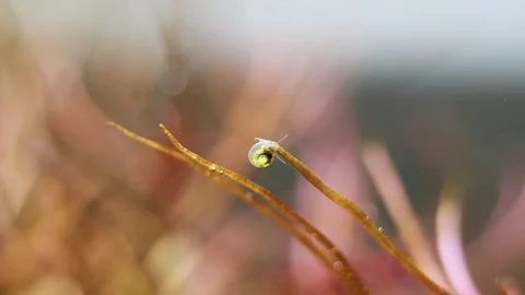 Little snail walking quietly on a thin plant in calming scenery of aquarium Stock Footage 73768085