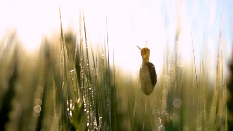 Little snail in the wheat field. Macro shot. Ears of raw wheat close up. Stock Footage 150622840