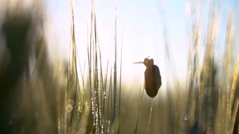 Little snail in the wheat field. Macro shot. Ears of raw wheat close up. Stock Footage 150628720