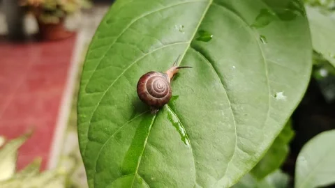 Little snails crawling Stock Footage 221003604