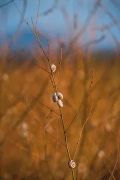 Little snails on the yellow grass Stock Photos