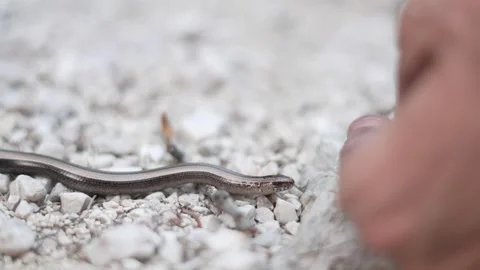 Little snake doesn't trust to climb on the fingers of one hand. Stock Footage 249262452