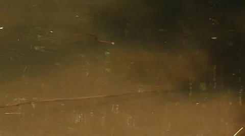 Little Snake glides Stock Footage 68767914