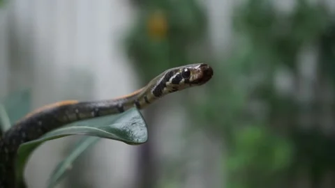 Little snake moving, on a leaf on a blurred background Stock Footage 169003662