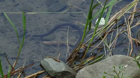 The little snake in the water Stock Footage 68767926