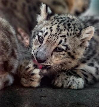 Little snow leopard Stock Photos