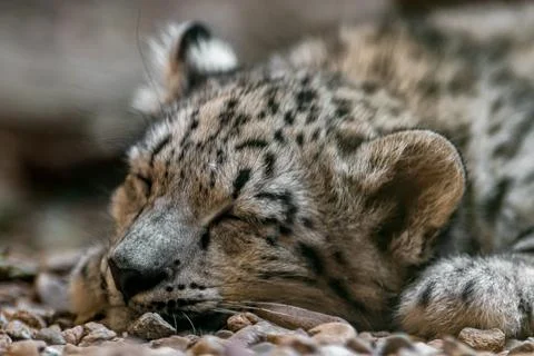 Little snow leopard Stock Photos