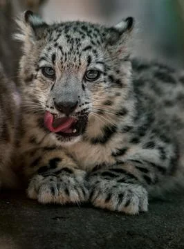 Little snow leopard Stock Photos