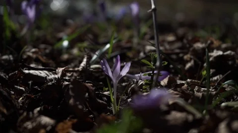 Little snowdrop in the forest, early spring, rare flowers Stock Footage 126358933