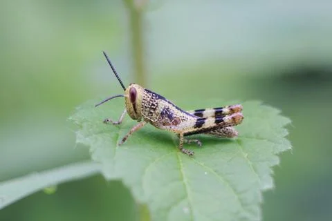 Little soldier Stock Photos