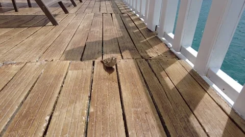 The little sparrow eats on the pier. People going on vacation feed the bird. Stock Footage 243154528