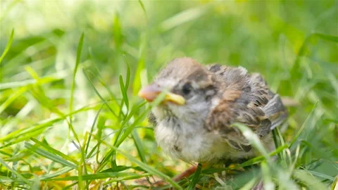 Little sparrow in the grass. Close-up Stock Footage 101022556