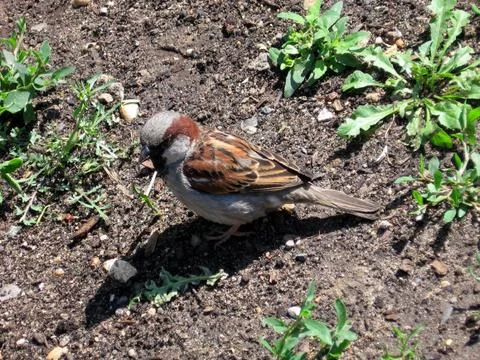 Little sparrow Stock Photos