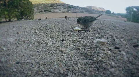Little sparrow taking food in front of the camera Stock Footage
