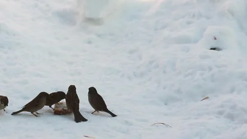 Little sparrows eat bread in the snow, winter	 Stock Footage 295068102