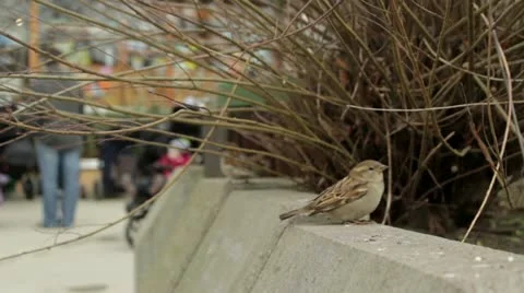 Little Sparrows Stock-Footage 10854389