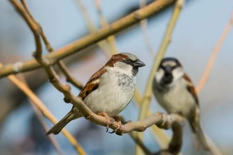 Little sparrows Stock Photos