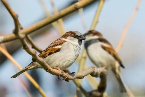 Little sparrows Stock Photos